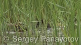 Video of Ferruginous Duck - Ferruginous Duck in early spring in shabla lake in nesting period